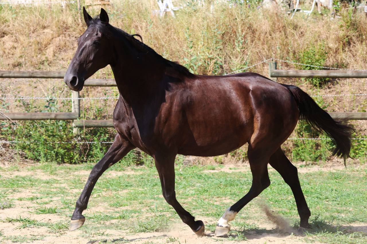Fattrice Origine non conosciuta  In vendita 2019 Nero