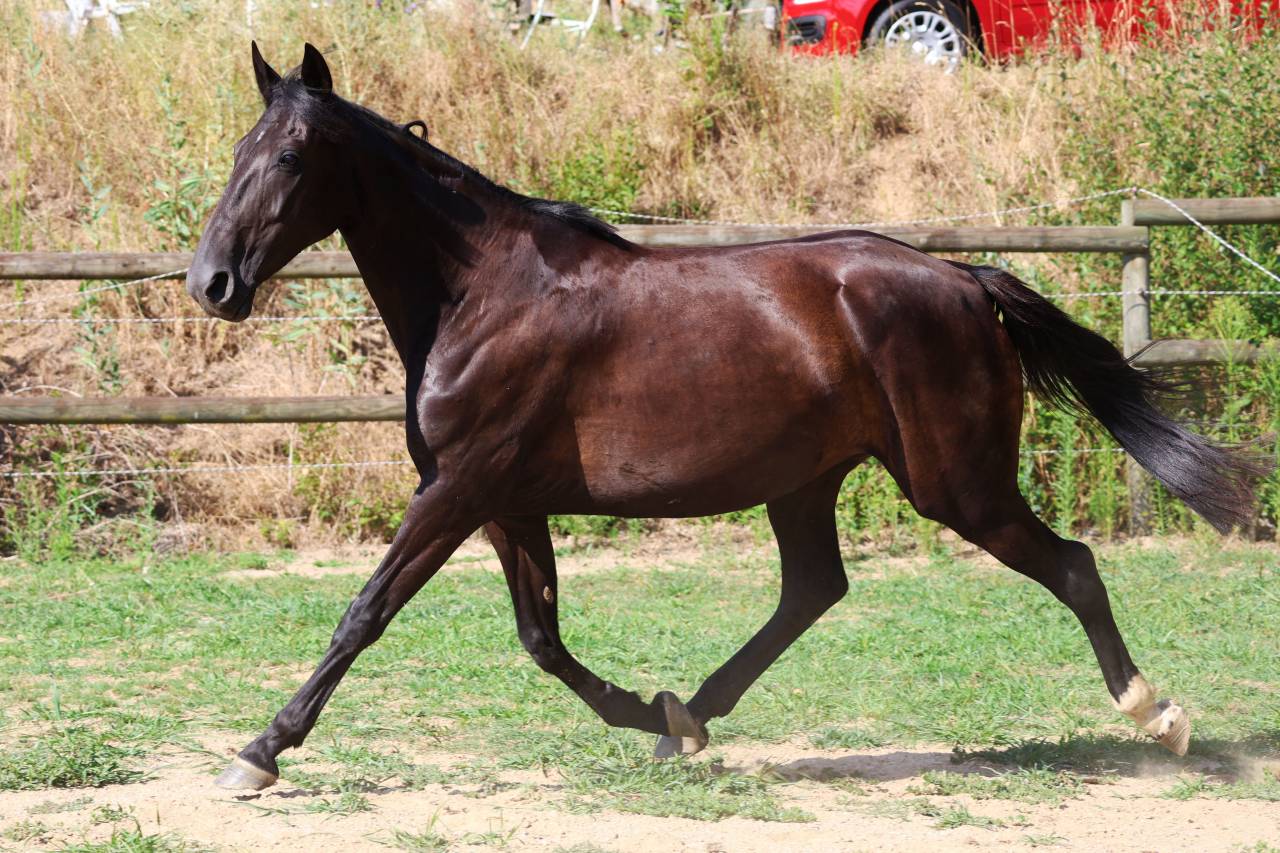 Fattrice Origine non conosciuta  In vendita 2019 Nero