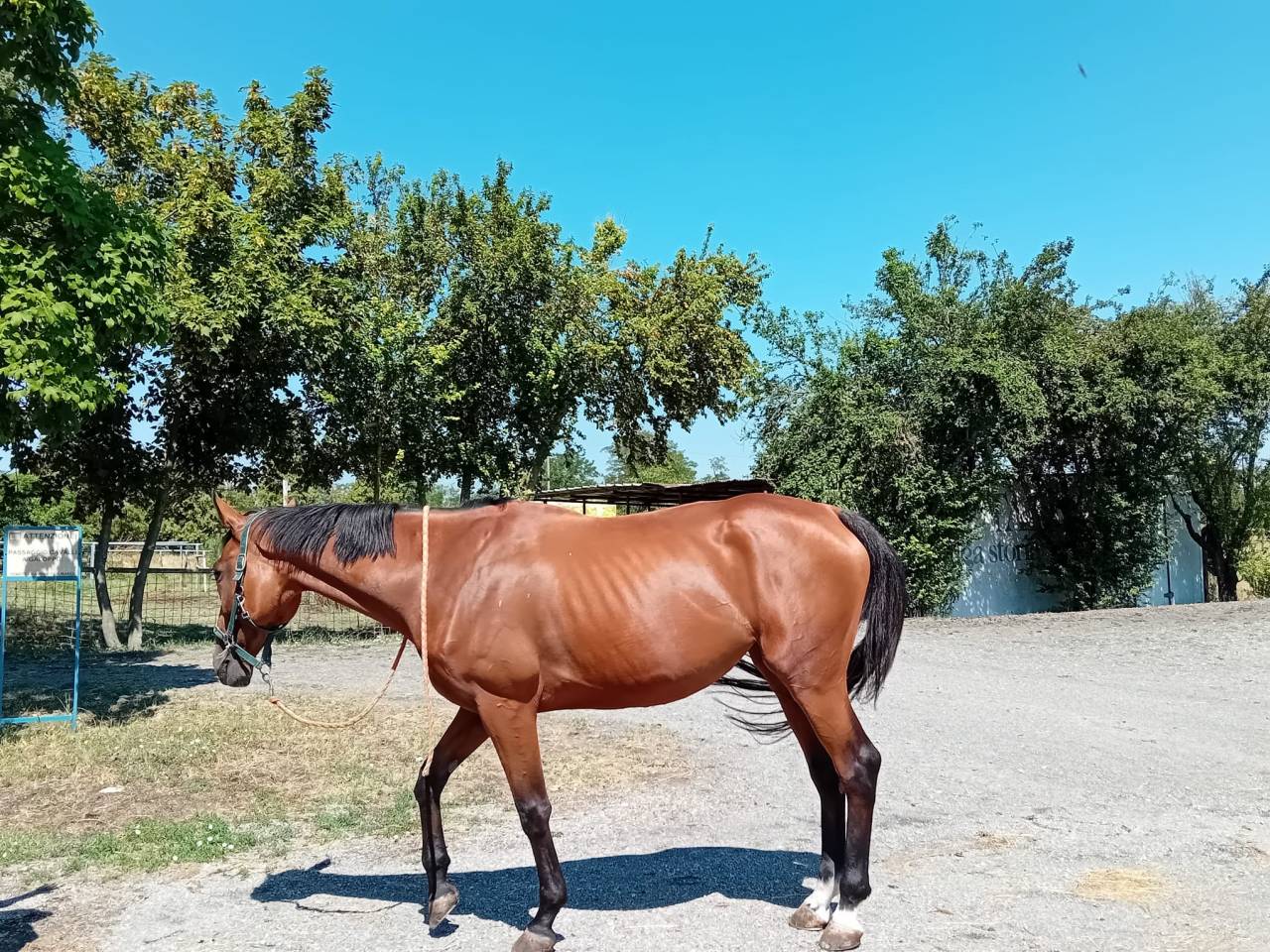 Vendo baia 9 anni, doc. Weatherbys, adatta a trekking