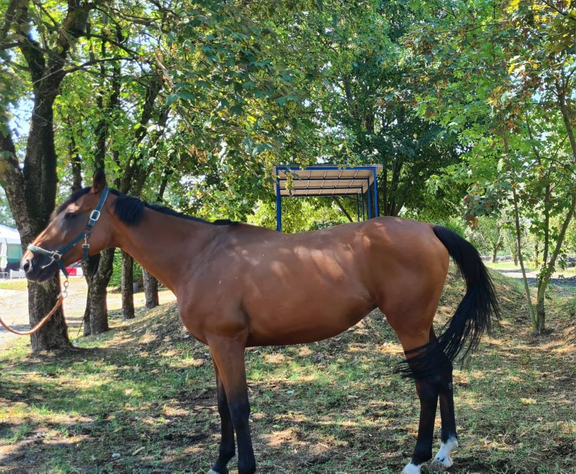 Vendo baia 9 anni, doc. Weatherbys, adatta a trekking