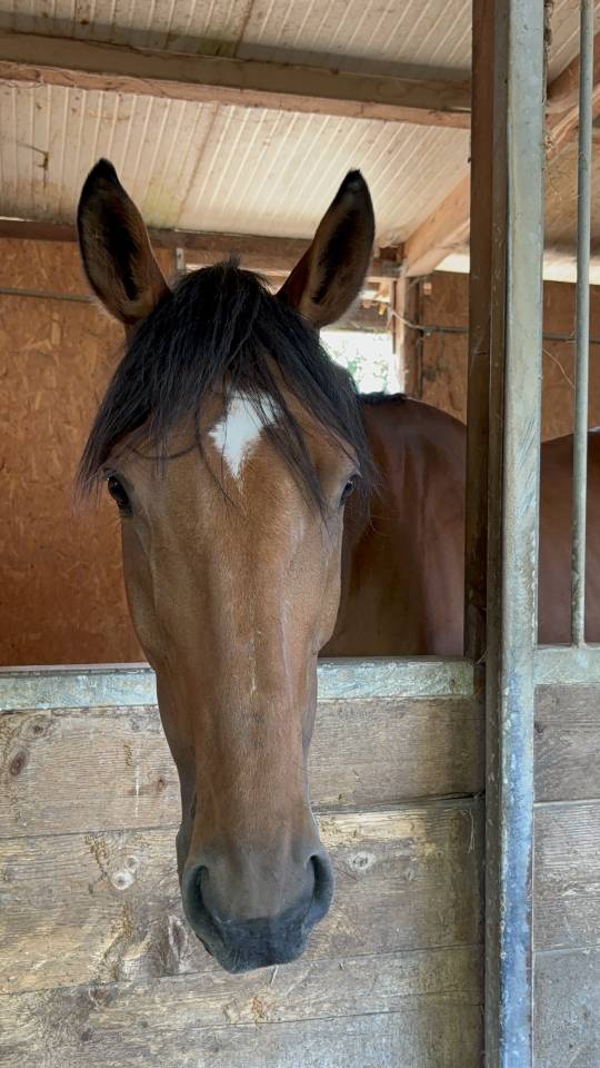 Vendo baia 9 anni, doc. Weatherbys, adatta a trekking
