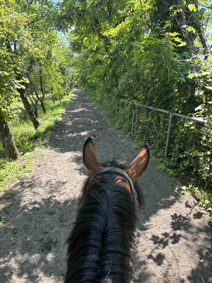 Vendo baia 9 anni, doc. Weatherbys, adatta a trekking