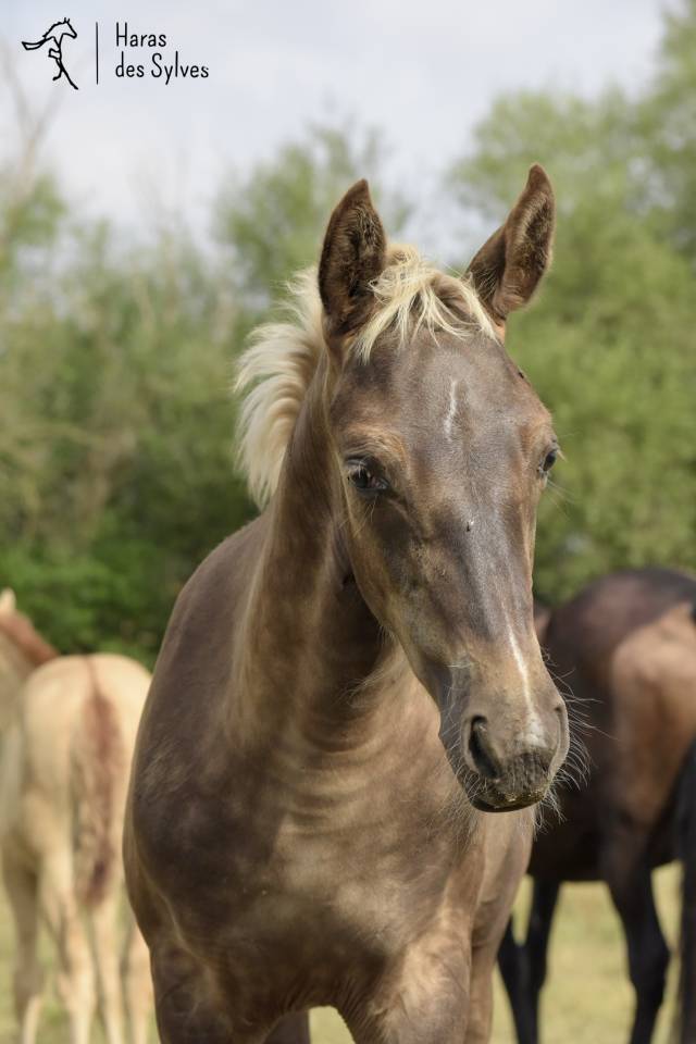 Puledro KWPN Cavallo da Sport Neerlandese In vendita 2026 Altro colore