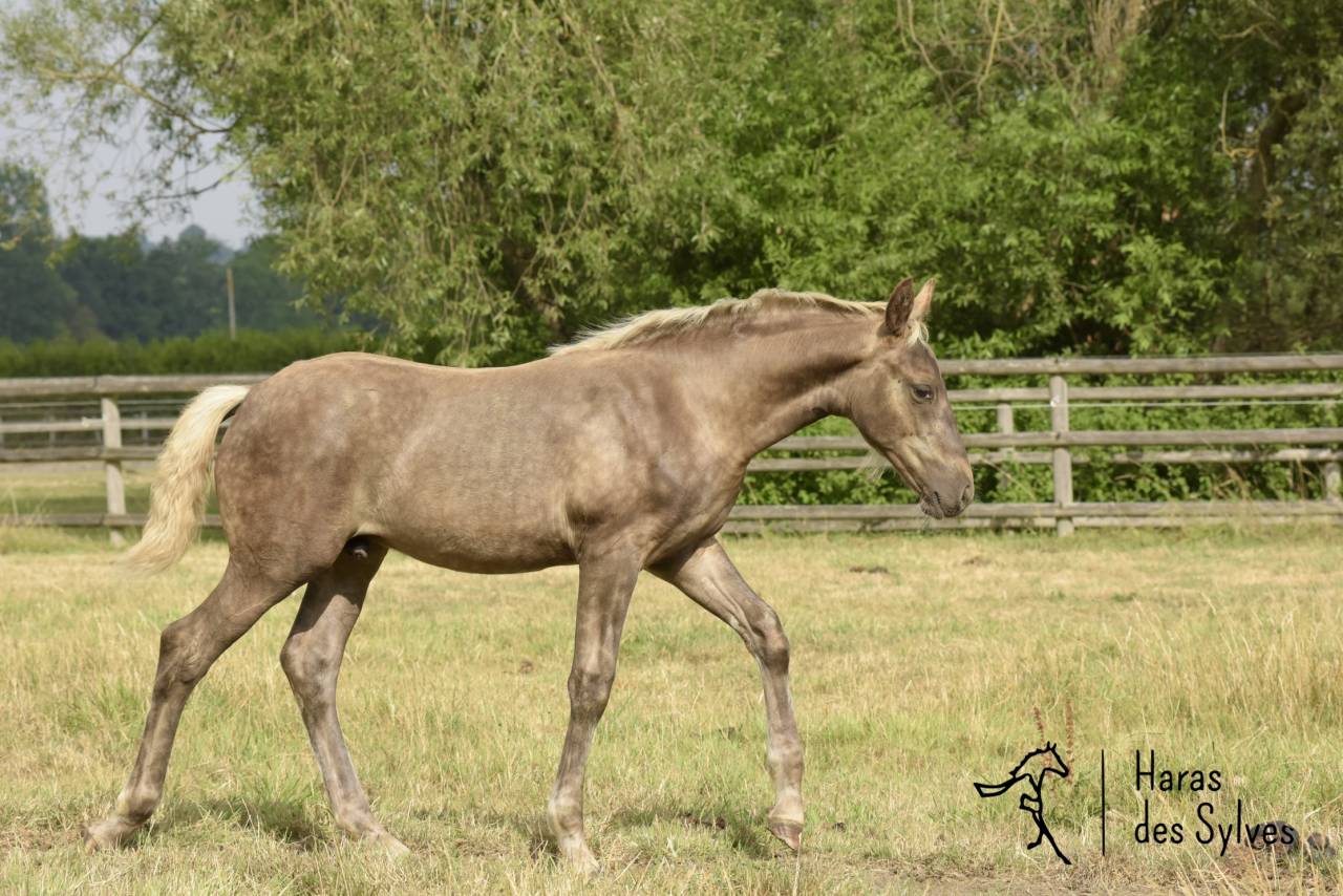 Puledro KWPN Cavallo da Sport Neerlandese In vendita 2026 Altro colore
