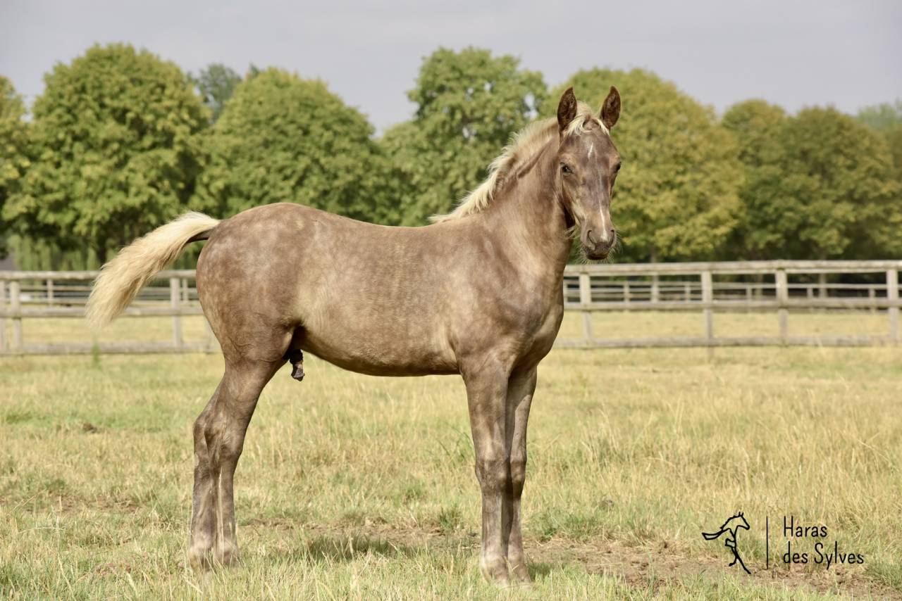 Puledro KWPN Cavallo da Sport Neerlandese In vendita 2026 Altro colore
