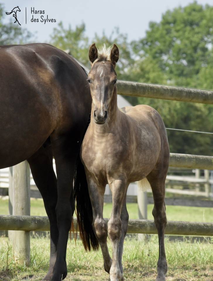 Puledro KWPN Cavallo da Sport Neerlandese In vendita 2026 Altro colore
