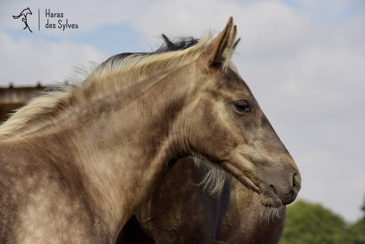 Puledro KWPN Cavallo da Sport Neerlandese In vendita 2026 Altro colore