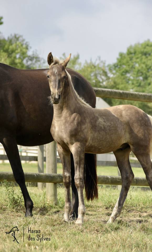 Puledro KWPN Cavallo da Sport Neerlandese In vendita 2026 Altro colore