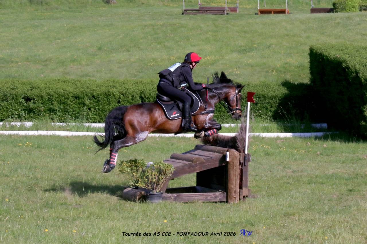 Castrone PFS Pony Francese da Sella In vendita 2013 Baio scuro