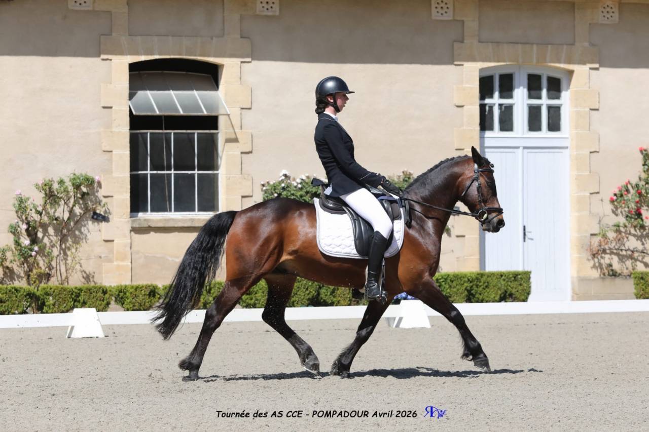 Castrone PFS Pony Francese da Sella In vendita 2013 Baio scuro