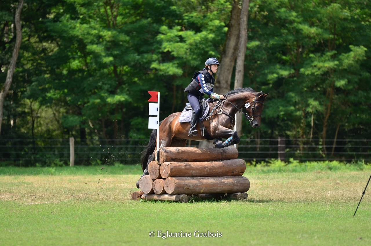 Castrone PFS Pony Francese da Sella In vendita 2013 Baio scuro