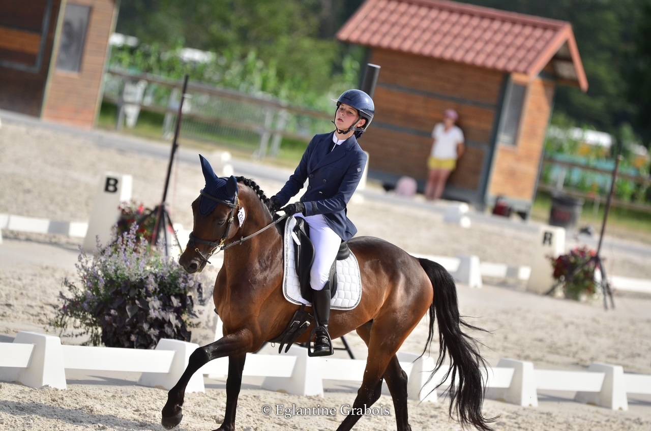 Castrone PFS Pony Francese da Sella In vendita 2013 Baio scuro