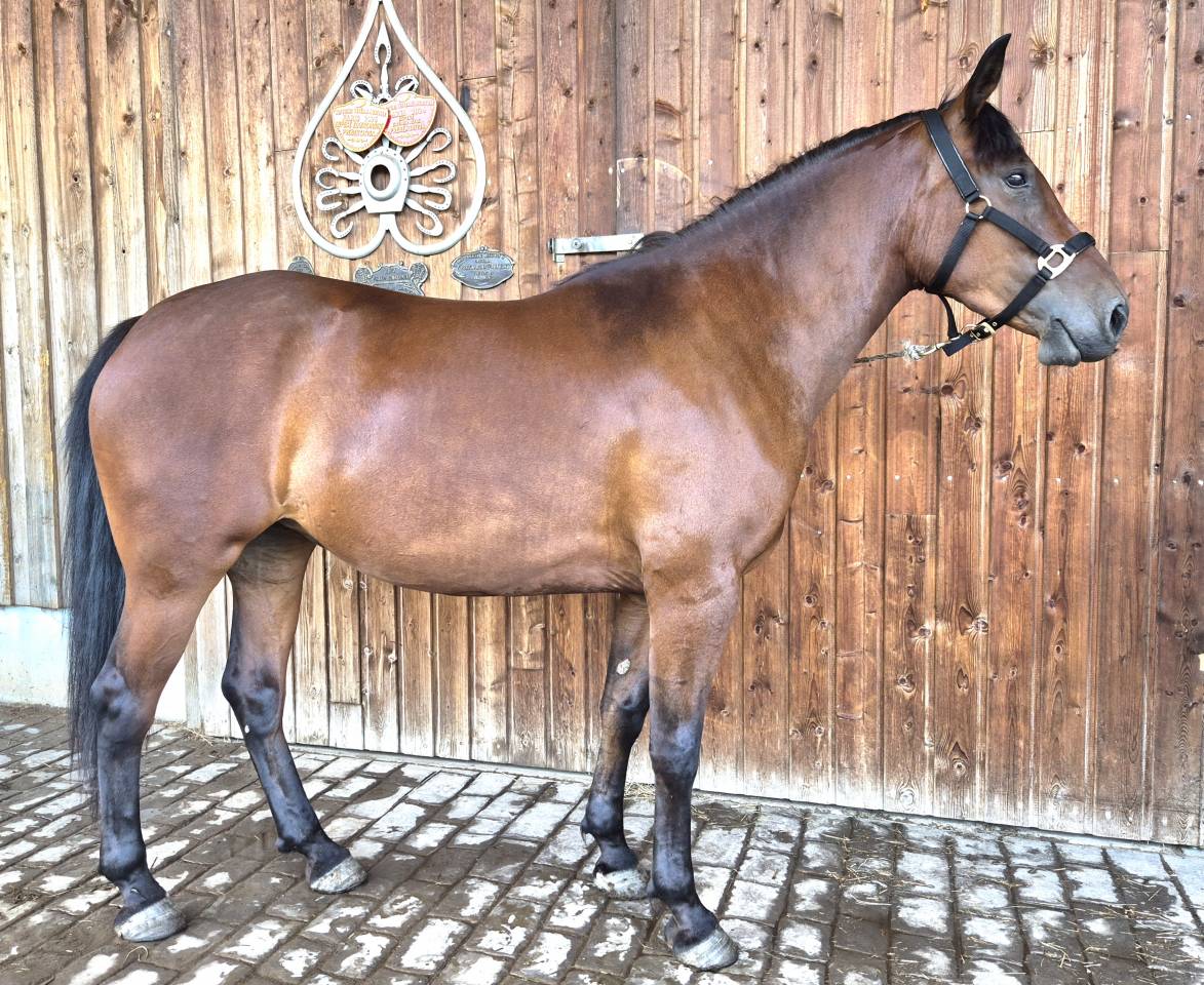 Cavalla Castillonnais In vendita 2023 Baio ,  Messala de l'enclos