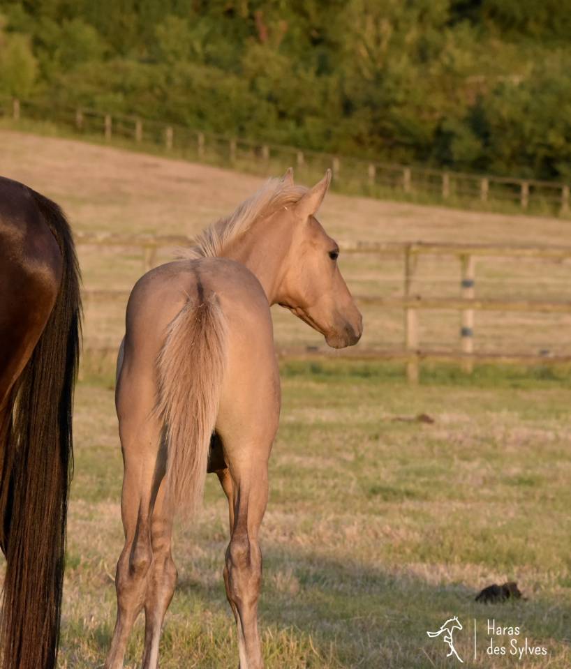 Puledro KWPN Cavallo da Sport Neerlandese In vendita 2026 Dun