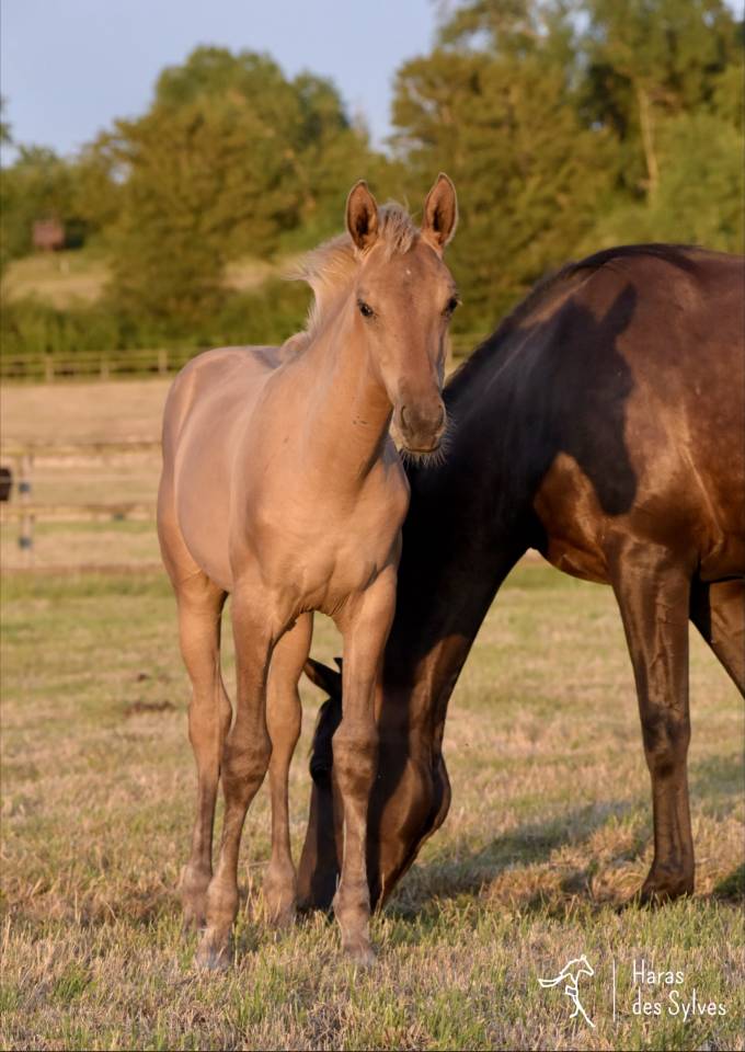 Puledro KWPN Cavallo da Sport Neerlandese In vendita 2026 Dun