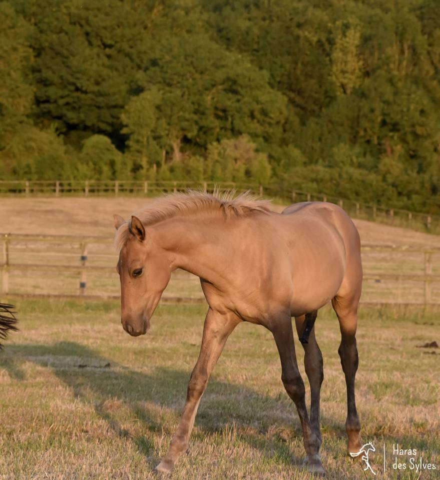 Puledro KWPN Cavallo da Sport Neerlandese In vendita 2026 Dun