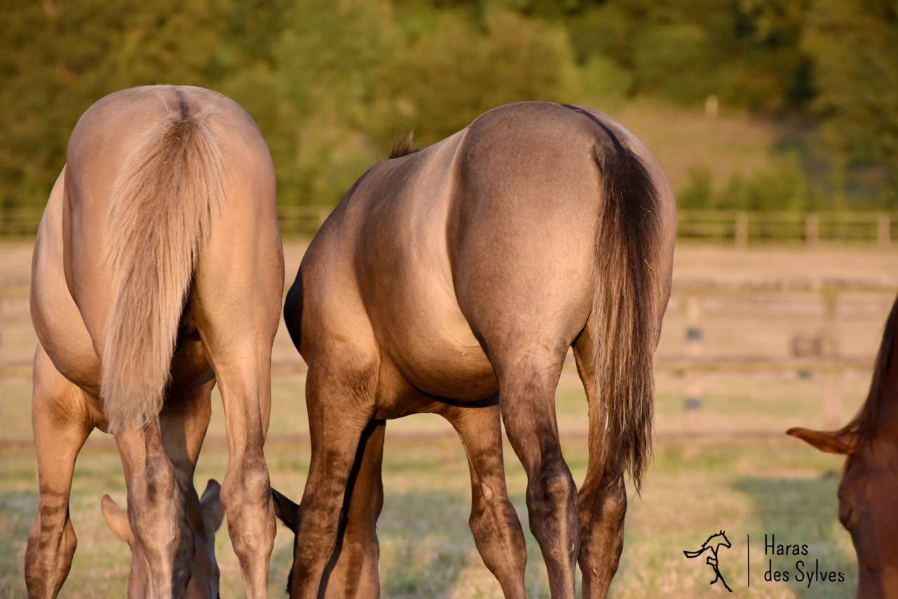 Puledro KWPN Cavallo da Sport Neerlandese In vendita 2026 Grullo