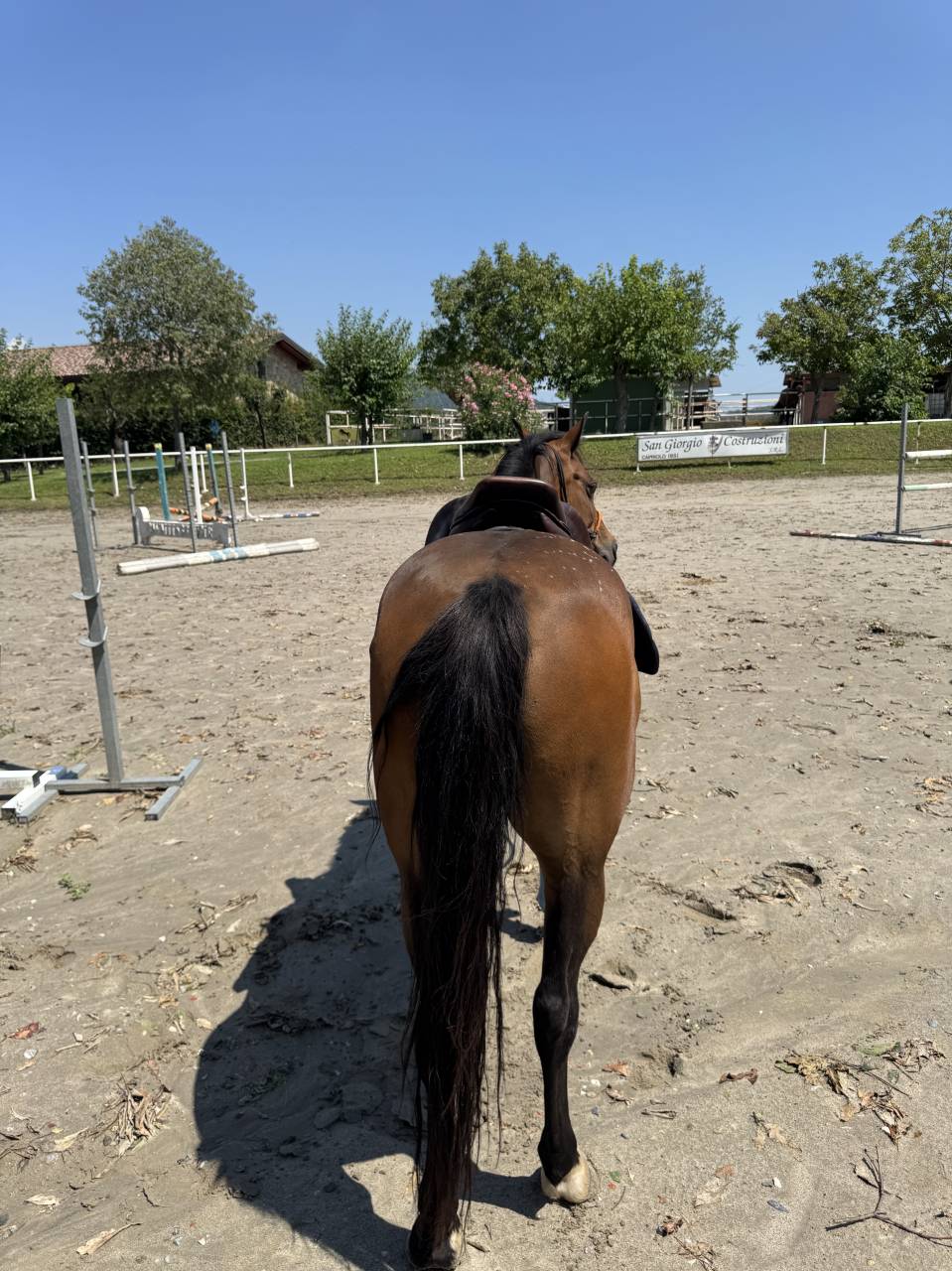DOPPIA PONY 137 cm CURRICULUM FISE ottima per bambini 