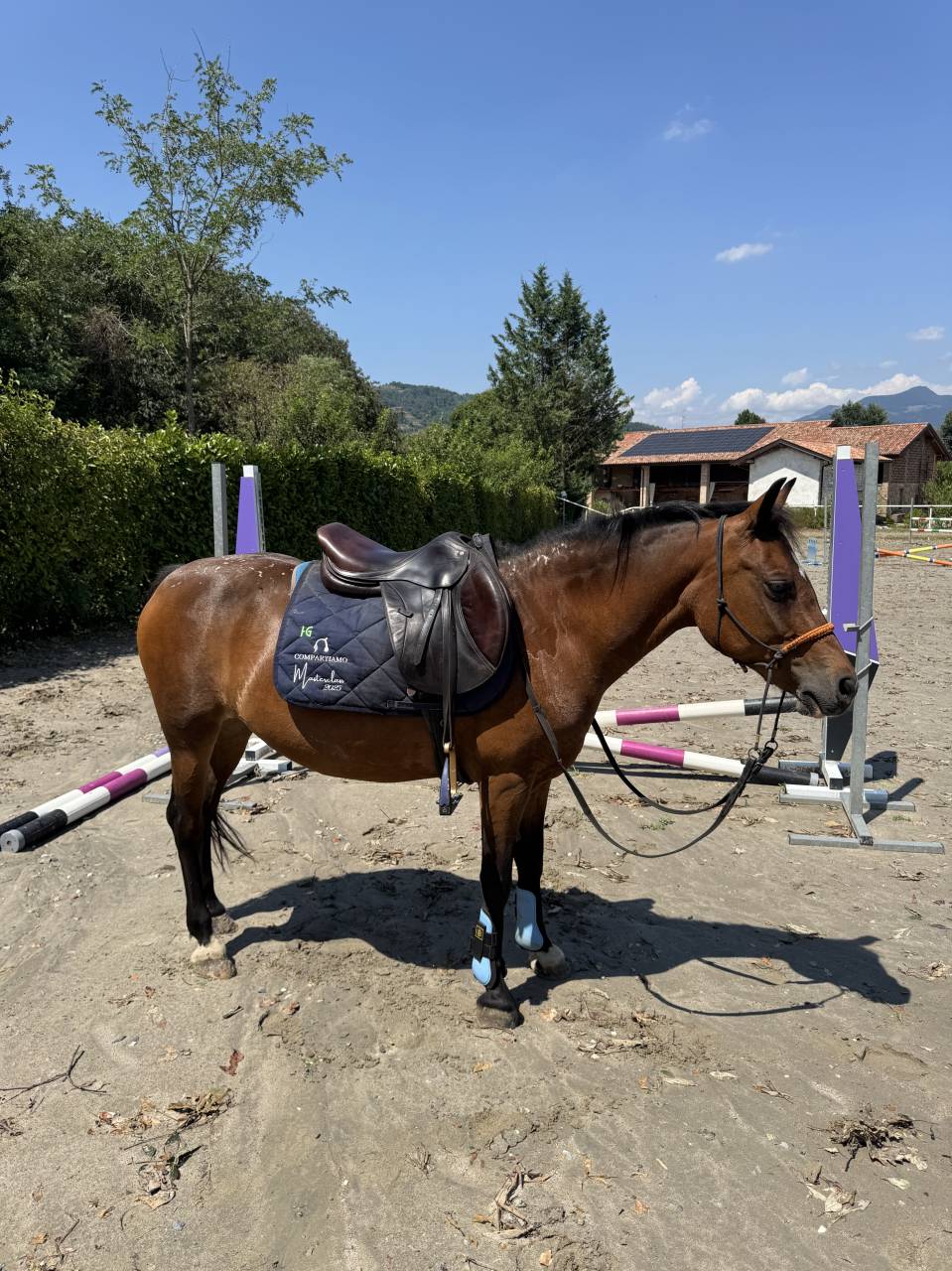 DOPPIA PONY 137 cm CURRICULUM FISE ottima per bambini 