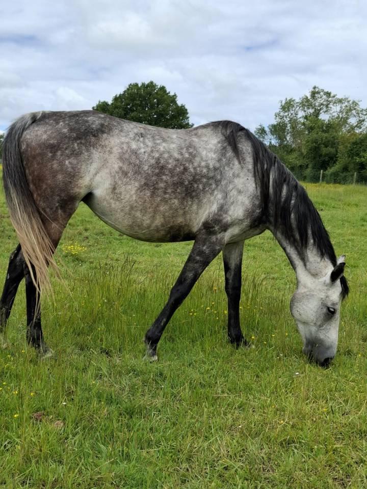 Fattrice Anglo-Arabo In vendita 2018 Grigio ,  FUSAIN DU DEFEY
