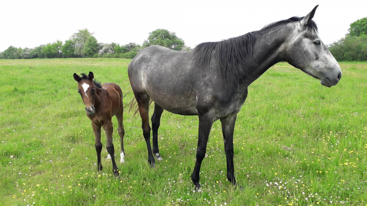 Fattrice Anglo-Arabo In vendita 2018 Grigio ,  FUSAIN DU DEFEY