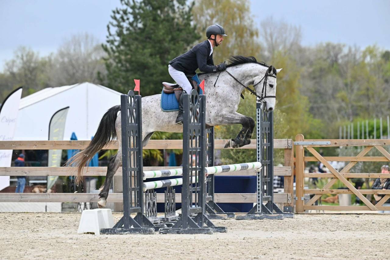 Fattrice Anglo-Arabo In vendita 2018 Grigio ,  FUSAIN DU DEFEY