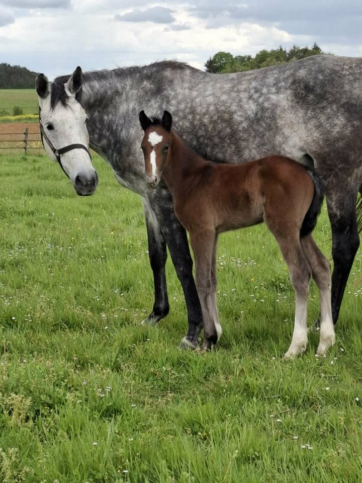 Fattrice Anglo-Arabo In vendita 2018 Grigio ,  FUSAIN DU DEFEY