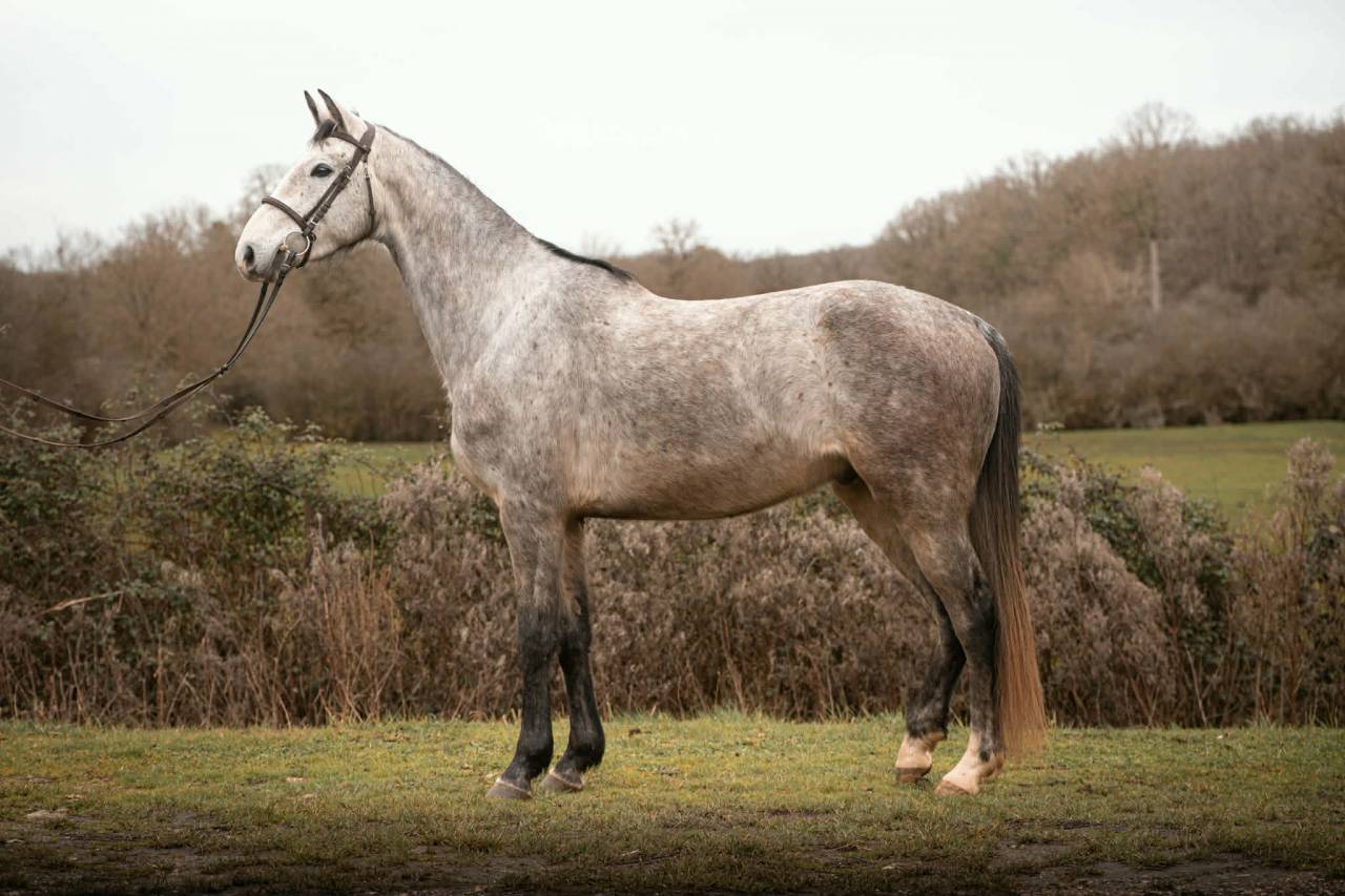 Fattrice Anglo-Arabo In vendita 2018 Grigio ,  FUSAIN DU DEFEY