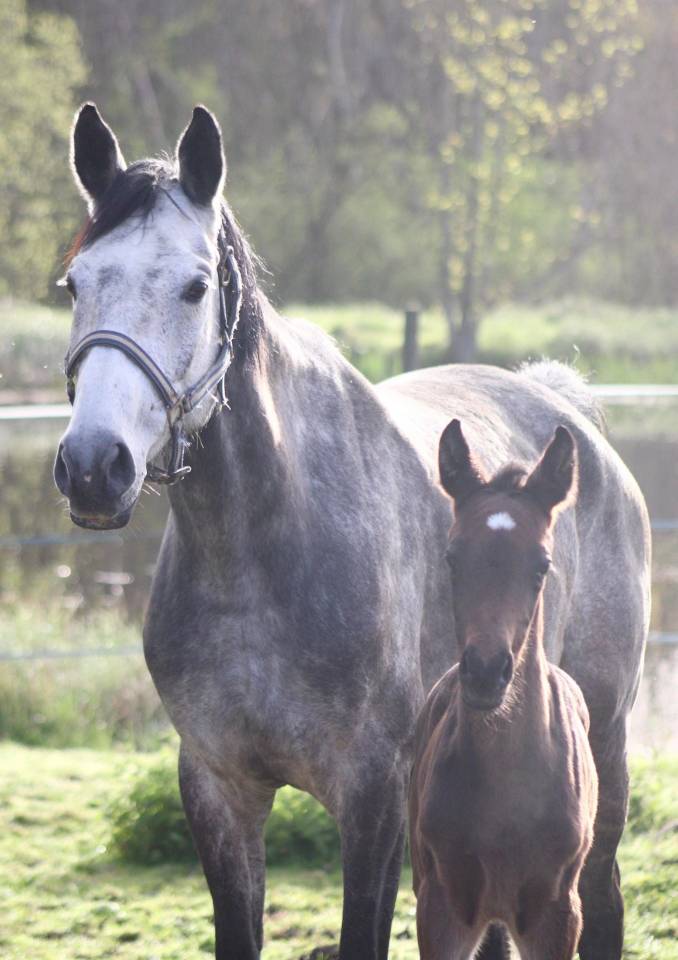 Fattrice Anglo-Arabo In vendita 2018 Grigio ,  FUSAIN DU DEFEY
