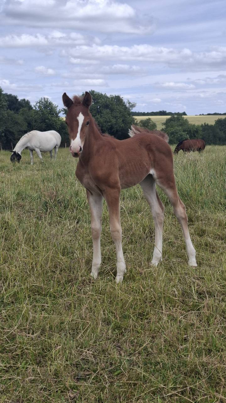 Fattrice Anglo-Arabo In vendita 2018 Grigio ,  FUSAIN DU DEFEY