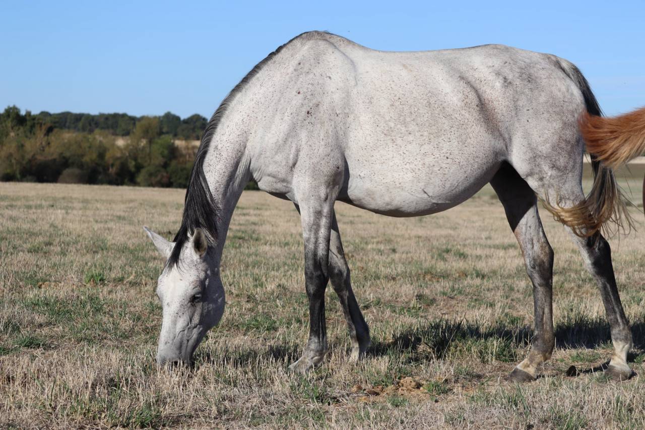 Fattrice Anglo-Arabo In vendita 2018 Grigio ,  FUSAIN DU DEFEY