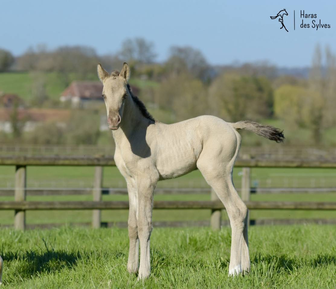 Puledro KWPN Cavallo da Sport Neerlandese In vendita 2026 Champagne