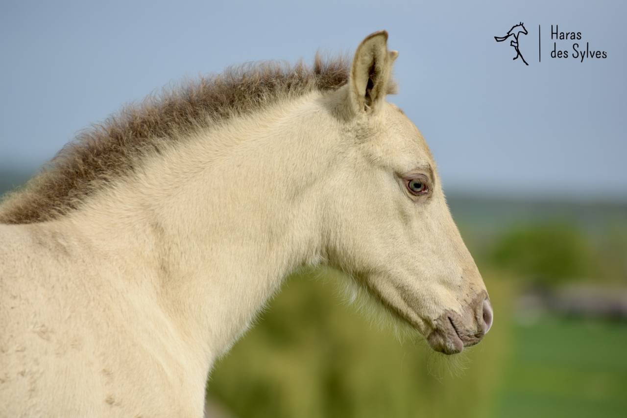 Puledro KWPN Cavallo da Sport Neerlandese In vendita 2026 Champagne