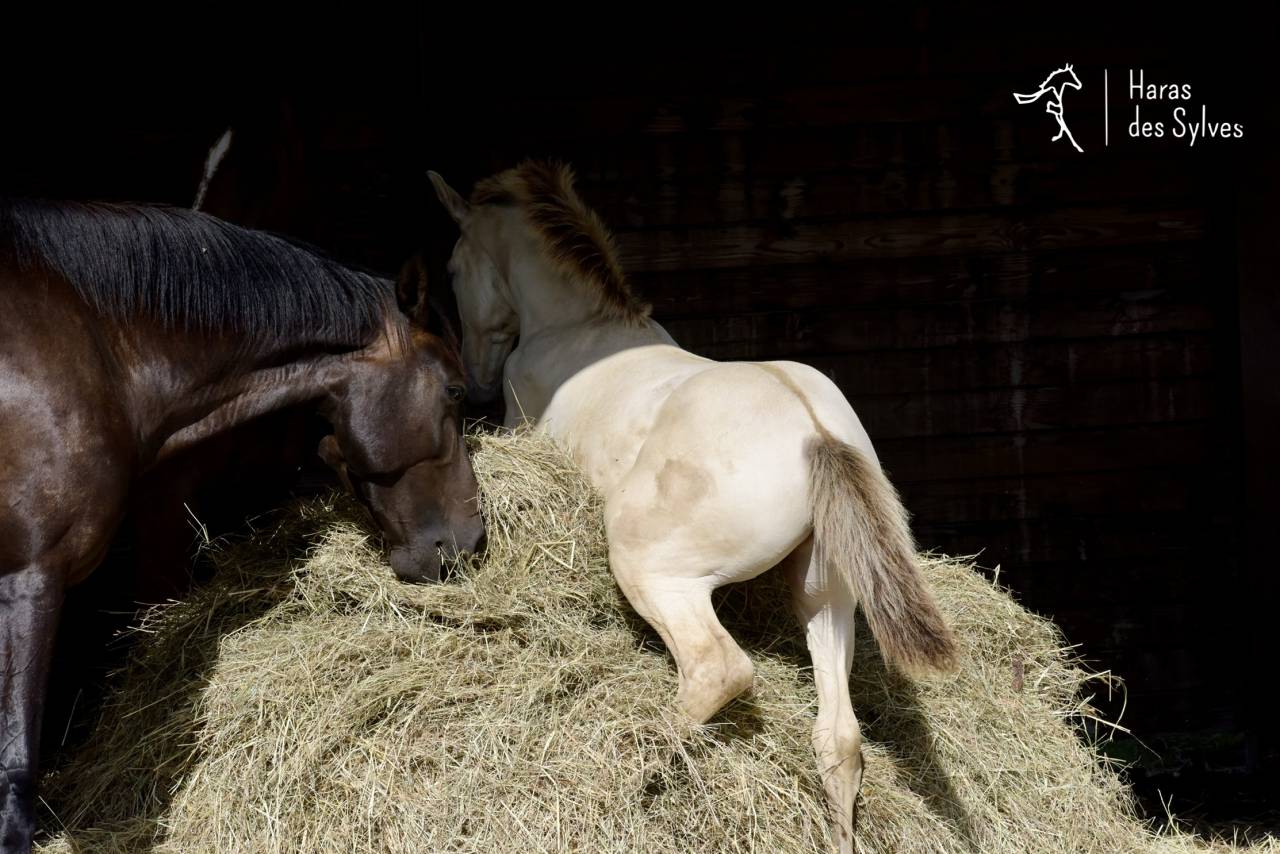 Puledro KWPN Cavallo da Sport Neerlandese In vendita 2026 Champagne