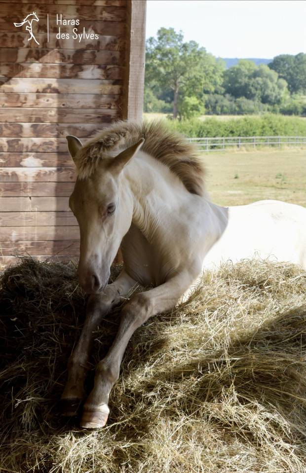 Puledro KWPN Cavallo da Sport Neerlandese In vendita 2026 Champagne