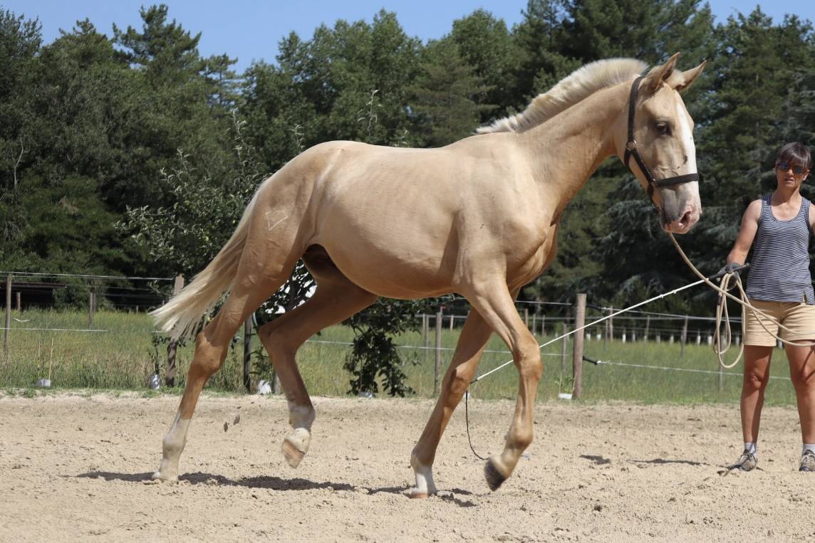 Intero Lusitano In vendita 2024 Baio scuro