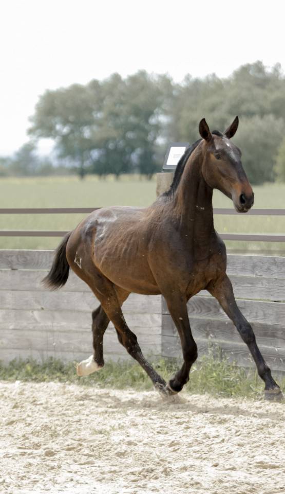 Intero Lusitano In vendita 2024 Baio scuro