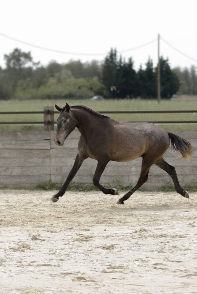 Intero Lusitano In vendita 2024 Baio scuro