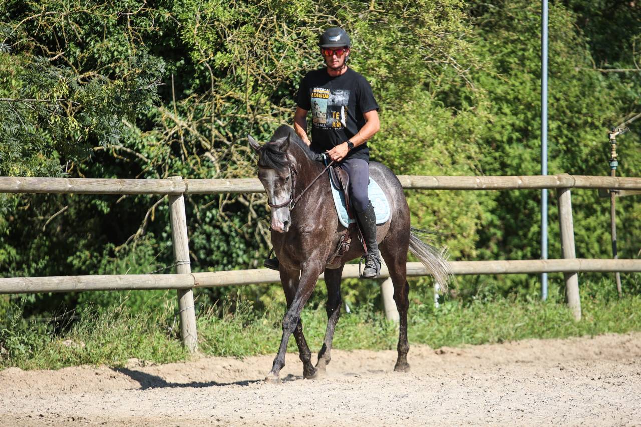 Castrone Purosangue In vendita 2021 Grigio