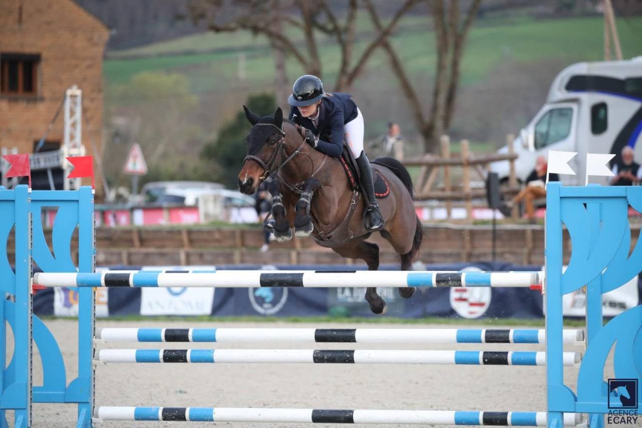 Castrone PFS Pony Francese da Sella In vendita 2015 Baio