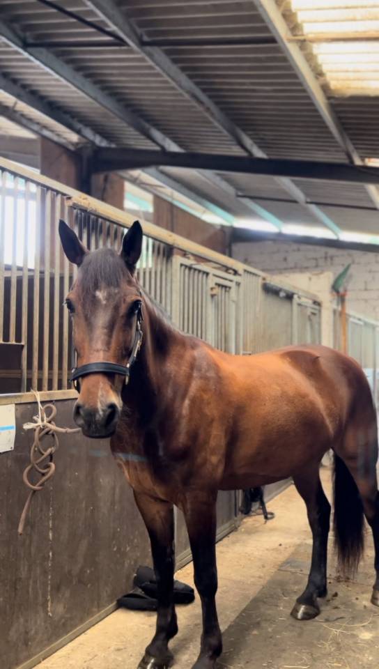 Castrone PFS Pony Francese da Sella In vendita 2015 Baio