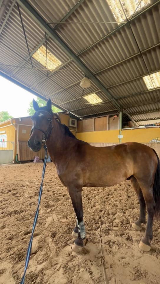 Castrone PFS Pony Francese da Sella In vendita 2015 Baio