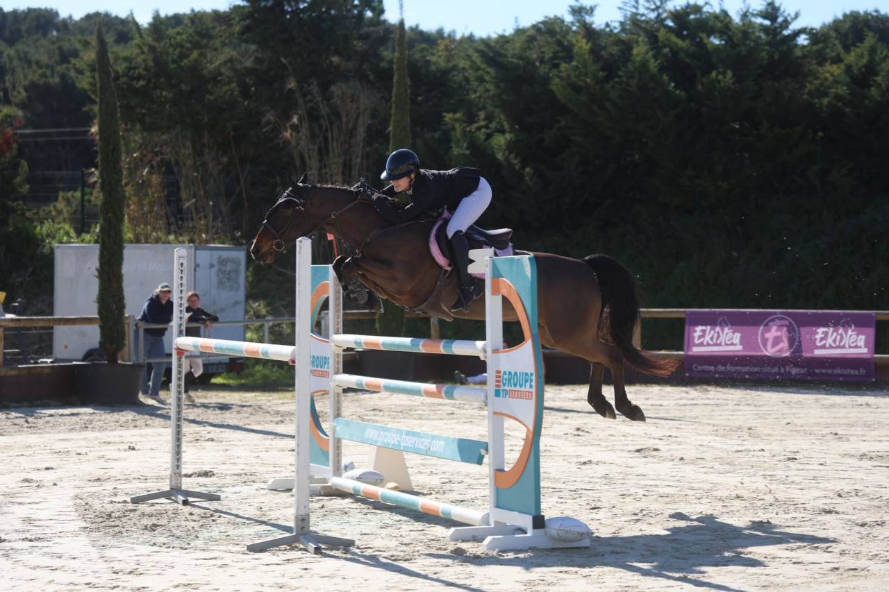 Castrone PFS Pony Francese da Sella In vendita 2015 Baio
