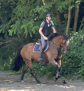 Cavalla KWPN Cavallo da Sport Neerlandese In vendita 2014 Baio