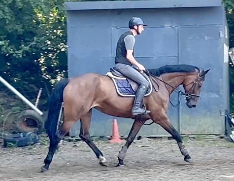 Cavalla KWPN Cavallo da Sport Neerlandese In vendita 2014 Baio