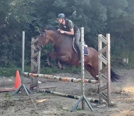 Cavalla KWPN Cavallo da Sport Neerlandese In vendita 2014 Baio