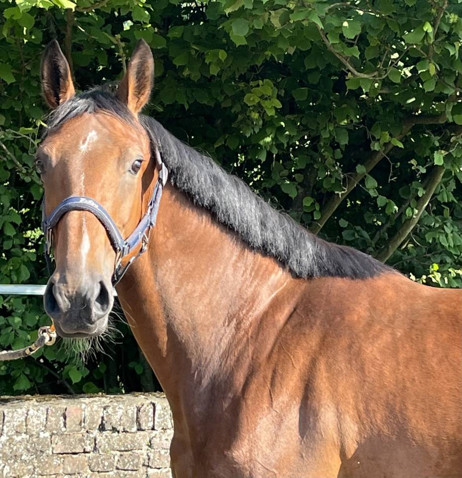 Cavalla sBs Cavallo da Sport Belgio In vendita 2020 Baio