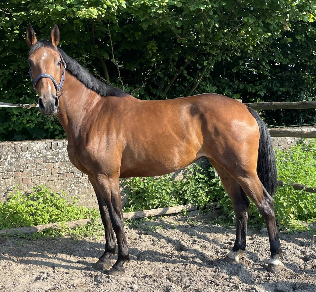 Cavalla sBs Cavallo da Sport Belgio In vendita 2020 Baio
