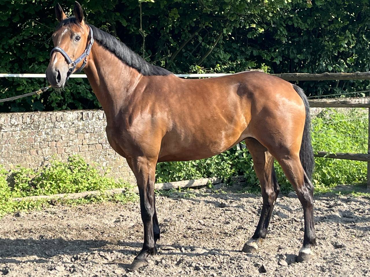 Cavalla sBs Cavallo da Sport Belgio In vendita 2020 Baio