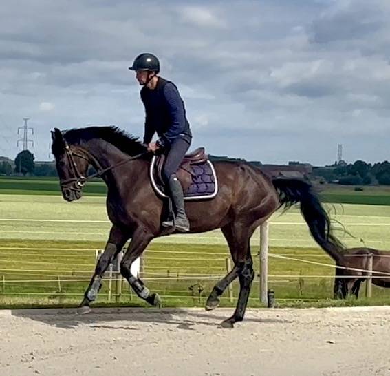 Cavalla BWP Cavallo da Sangue Belgio In vendita 2018 Baio